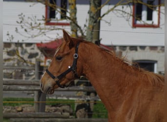 Trakehner, Stallion, 2 years, 16 hh, Chestnut-Red