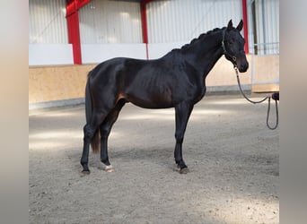 Trakehner, Stallion, 2 years, 16,1 hh, Smoky-Black