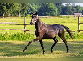 Trakehner, Stallion, 2 years, 16,2 hh, Can be white
