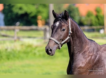 Trakehner, Stallion, 2 years, 16,2 hh, Can be white