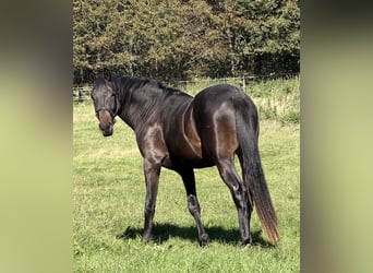 Trakehner, Stallion, 2 years, 17 hh, Bay-Dark