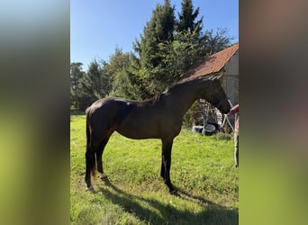 Trakehner, Stallion, 2 years, 17 hh, Bay-Dark
