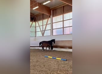 Trakehner, Stallion, 2 years, 17 hh, Bay-Dark