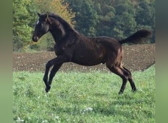 Trakehner, Stallion, 2 years, 17 hh, Bay-Dark