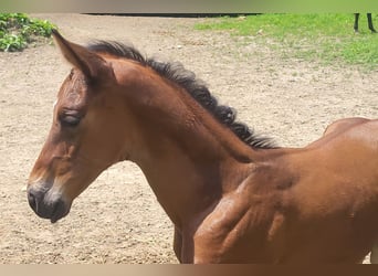 Trakehner, Stallion, 2 years, 17 hh, Brown