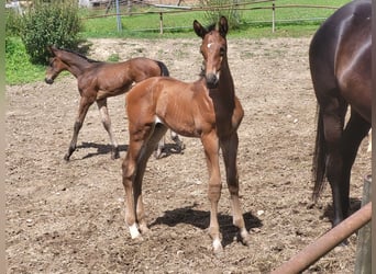 Trakehner, Stallion, 2 years, 17 hh, Brown