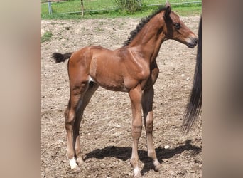 Trakehner, Stallion, 2 years, 17 hh, Brown