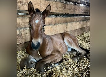 Trakehner, Stallion, 2 years, 17 hh, Brown