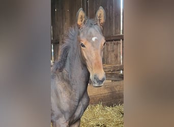 Trakehner, Stallion, 2 years, 17 hh, Brown