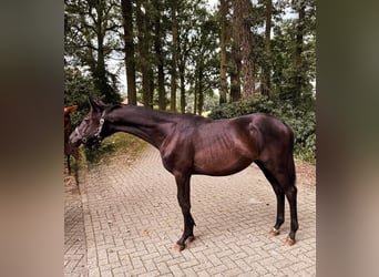 Trakehner, Stallion, 2 years, 17 hh, Smoky-Black