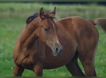 Trakehner, Stallion, 2 years, Chestnut-Red
