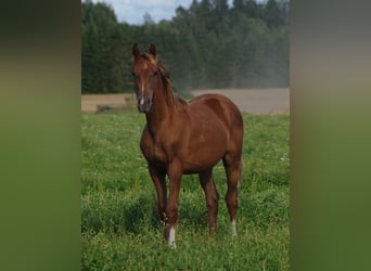 Trakehner, Stallion, 2 years, Chestnut-Red