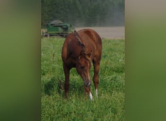 Trakehner, Stallion, 2 years, Chestnut-Red