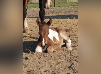Trakehner, Stallion, 2 years, Pinto