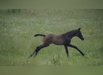 Trakehner, Stallion, 2 years, Smoky-Black