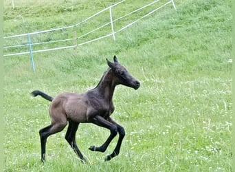 Trakehner, Stallion, 2 years, Smoky-Black