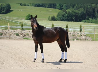Trakehner, Stallion, 3 years, 15.1 hh, Brown