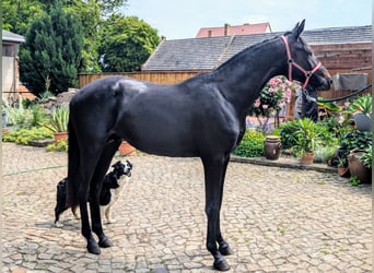 Trakehner, Stallion, 3 years, 15.3 hh, Black