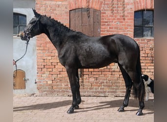 Trakehner, Stallion, 3 years, 15.3 hh, Black