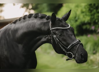 Trakehner, Stallion, 3 years, 16.1 hh, Black