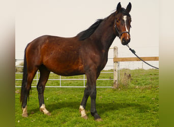 Trakehner, Stallion, 3 years, 16.1 hh, Brown