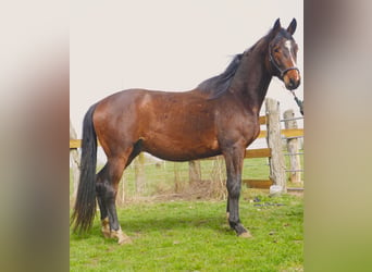 Trakehner, Stallion, 3 years, 16.1 hh, Brown