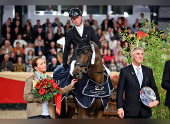 Trakehner, Stallion, 3 years, 16.1 hh, Brown