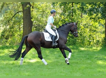 Trakehner, Stallion, 3 years, 16.1 hh, Brown