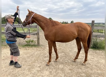 Trakehner, Stallion, 3 years, 16.1 hh, Chestnut-Red