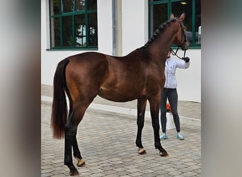 Trakehner, Stallion, 3 years, 16.2 hh, Bay-Dark