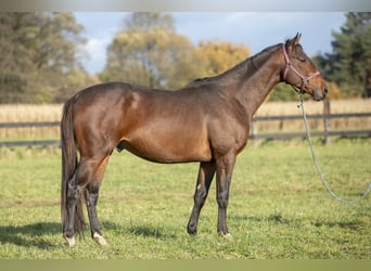 Trakehner, Stallion, 3 years, 16.2 hh, Bay