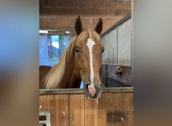 Trakehner, Stallion, 3 years, 16.2 hh, Chestnut-Red