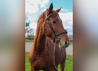 Trakehner, Stallion, 3 years, 16.2 hh, Chestnut-Red