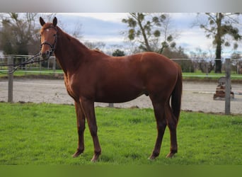 Trakehner, Stallion, 3 years, 16.2 hh, Chestnut-Red