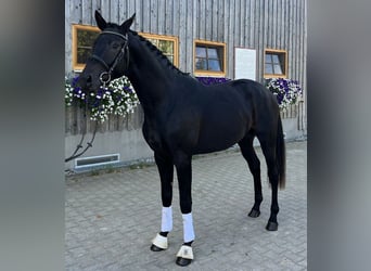 Trakehner, Stallion, 3 years, 16.3 hh, Black