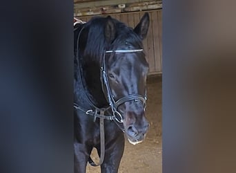 Trakehner, Stallion, 3 years, 16.3 hh, Black