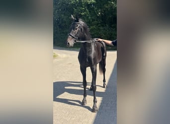 Trakehner, Stallion, 3 years, 16.3 hh, Black