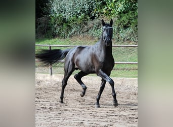 Trakehner, Stallion, 3 years, 16.3 hh, Smoky-Black