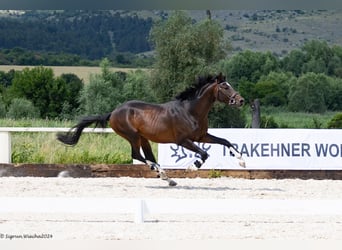 Trakehner, Stallion, 3 years, 16 hh, Bay-Dark