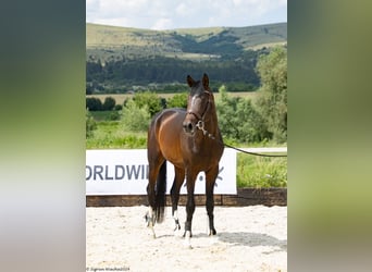 Trakehner, Stallion, 3 years, 16 hh, Bay-Dark