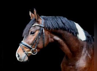 Trakehner, Stallion, 3 years, 16 hh, Pinto