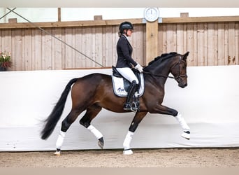Trakehner, Stallion, 3 years, 16,1 hh, Bay-Dark