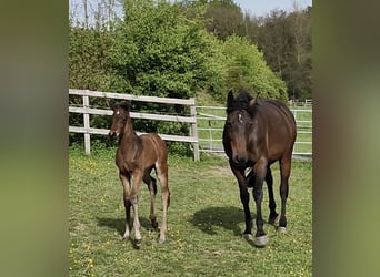 Trakehner, Stallion, 3 years, 16,1 hh, Brown