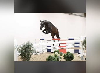 Trakehner, Stallion, 3 years, 16,2 hh, Brown