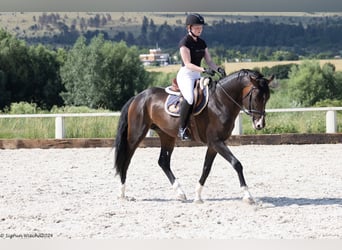 Trakehner, Stallion, 4 years, 16,1 hh, Bay-Dark