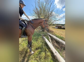 Trakehner, Stallion, 4 years, 16.2 hh, Brown