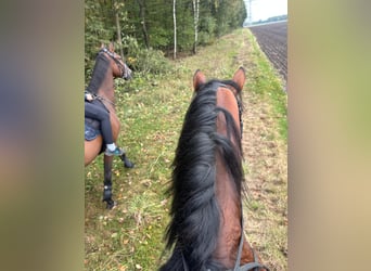 Trakehner, Stallion, 4 years, 16.2 hh, Brown
