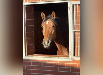 Trakehner, Stallion, 4 years, 16.2 hh, Brown