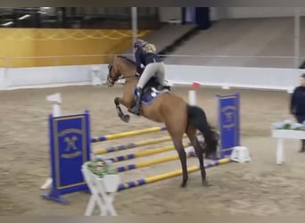 Trakehner, Stallion, 4 years, 16.2 hh, Brown