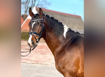 Trakehner, Hengst, 4 Jahre, 16 hh, Schecke